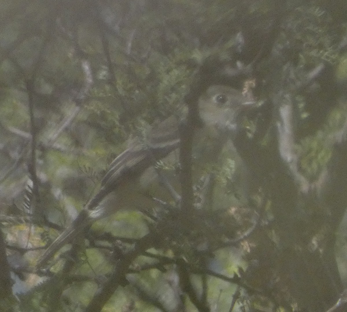 Least Flycatcher - ML645205766