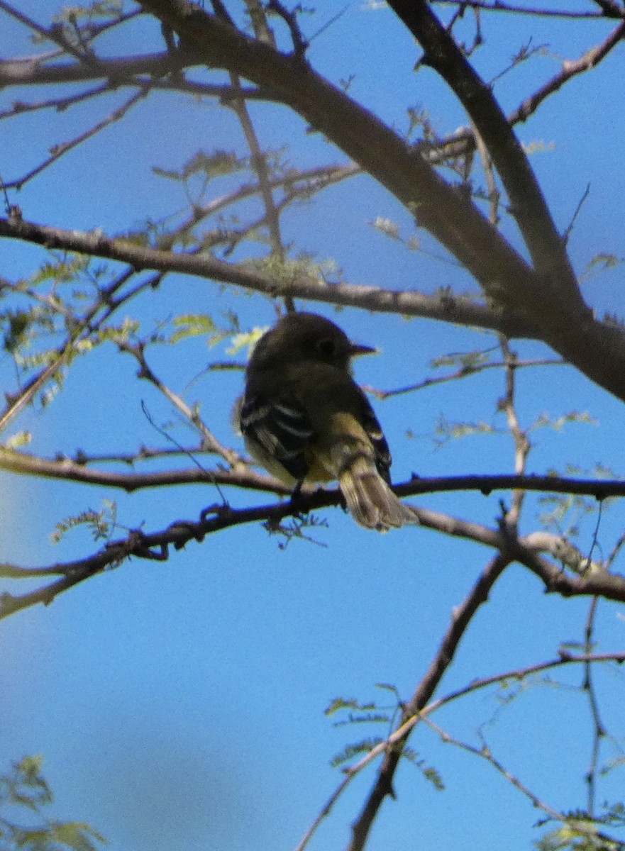 Least Flycatcher - ML645205768