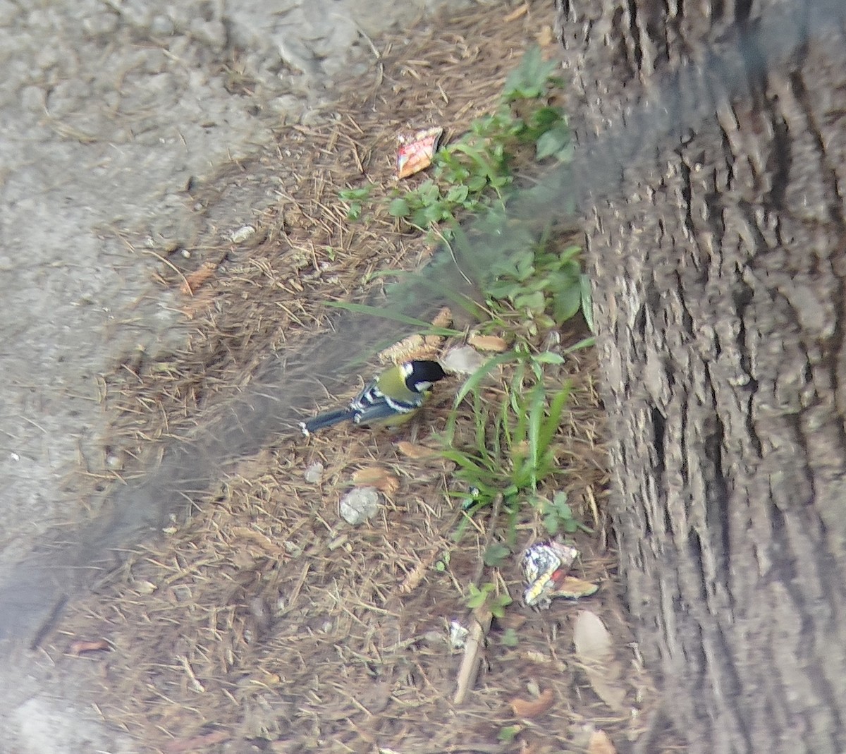 Bergkohlmeise - ML645205770