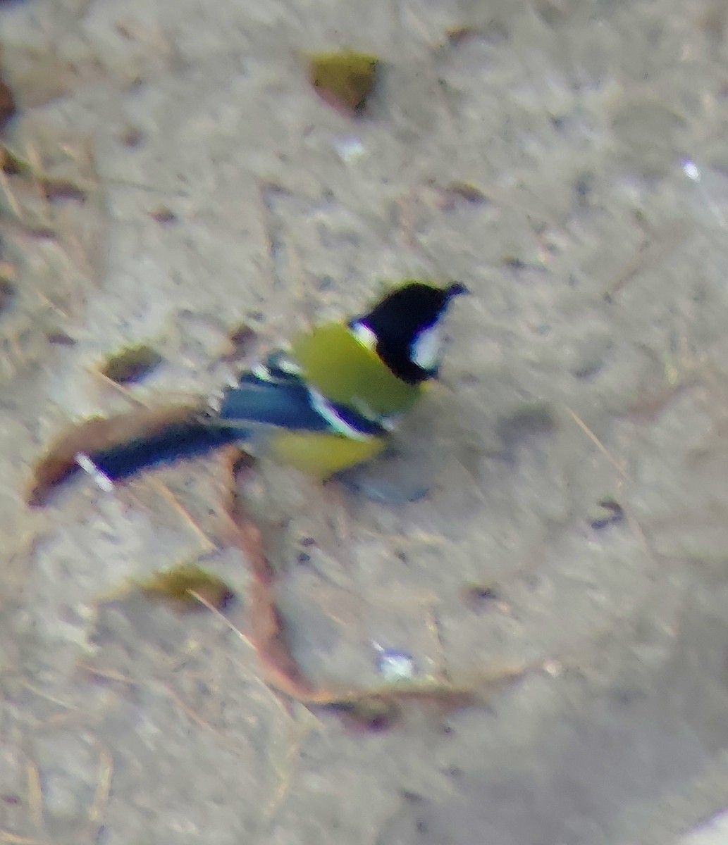 Bergkohlmeise - ML645205771