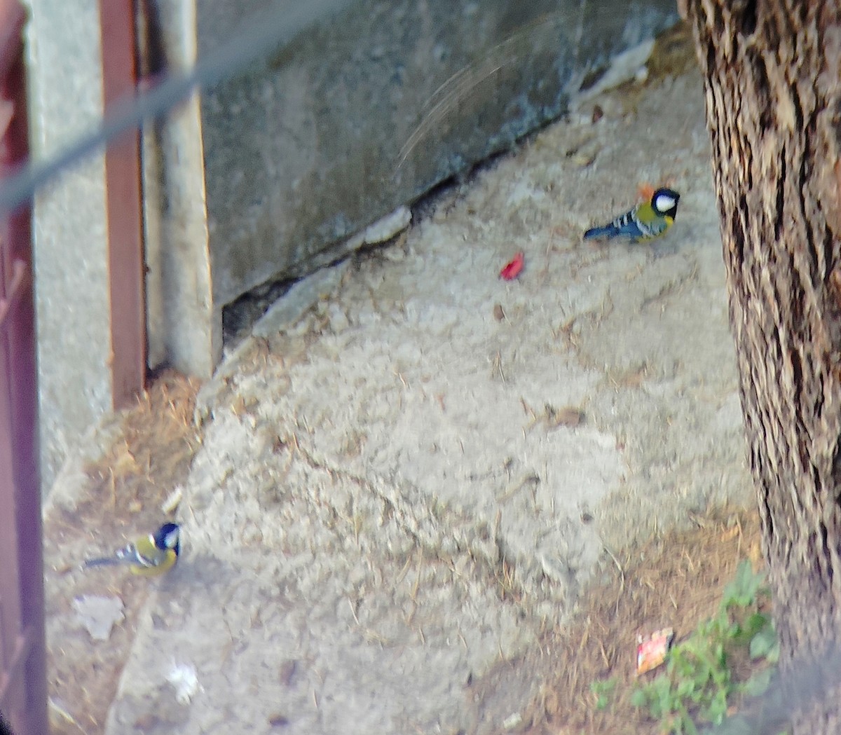 Bergkohlmeise - ML645205772