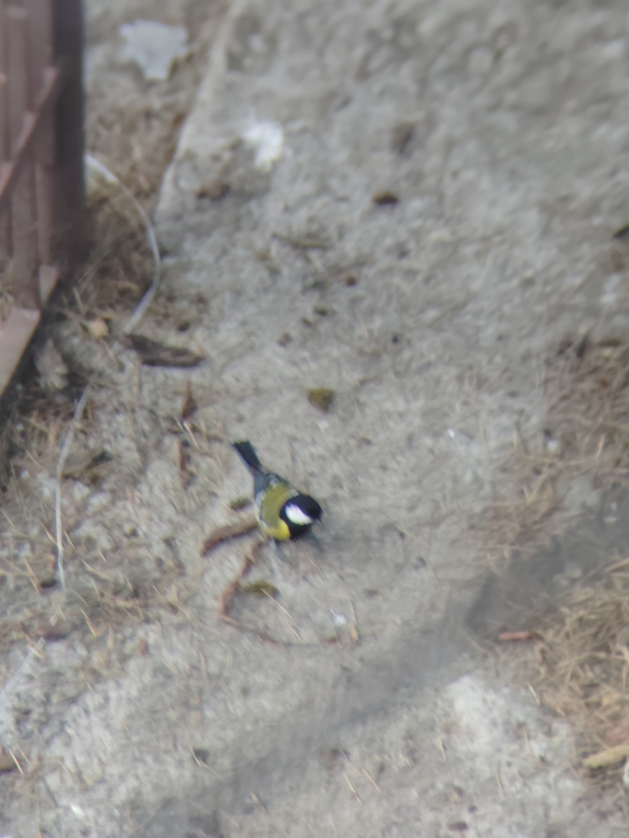 Bergkohlmeise - ML645205773