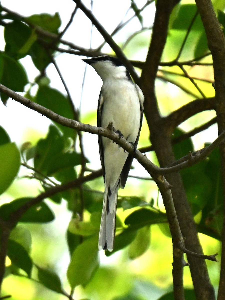 Ashy Minivet - ML645205795