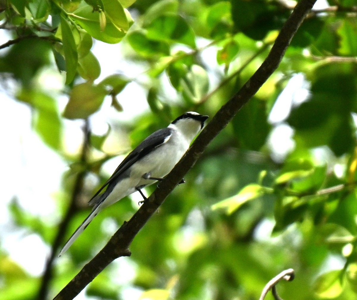 Ashy Minivet - ML645205796