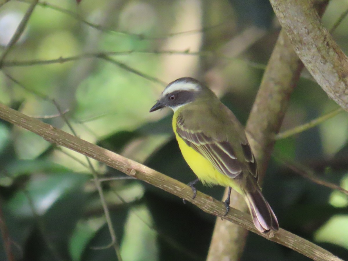 Sosyal Tiran - ML645205803