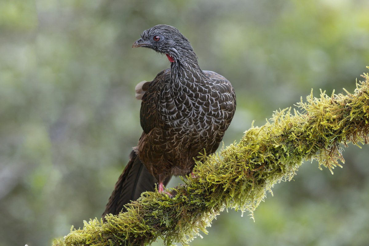 Пенелопа андська - ML645205816