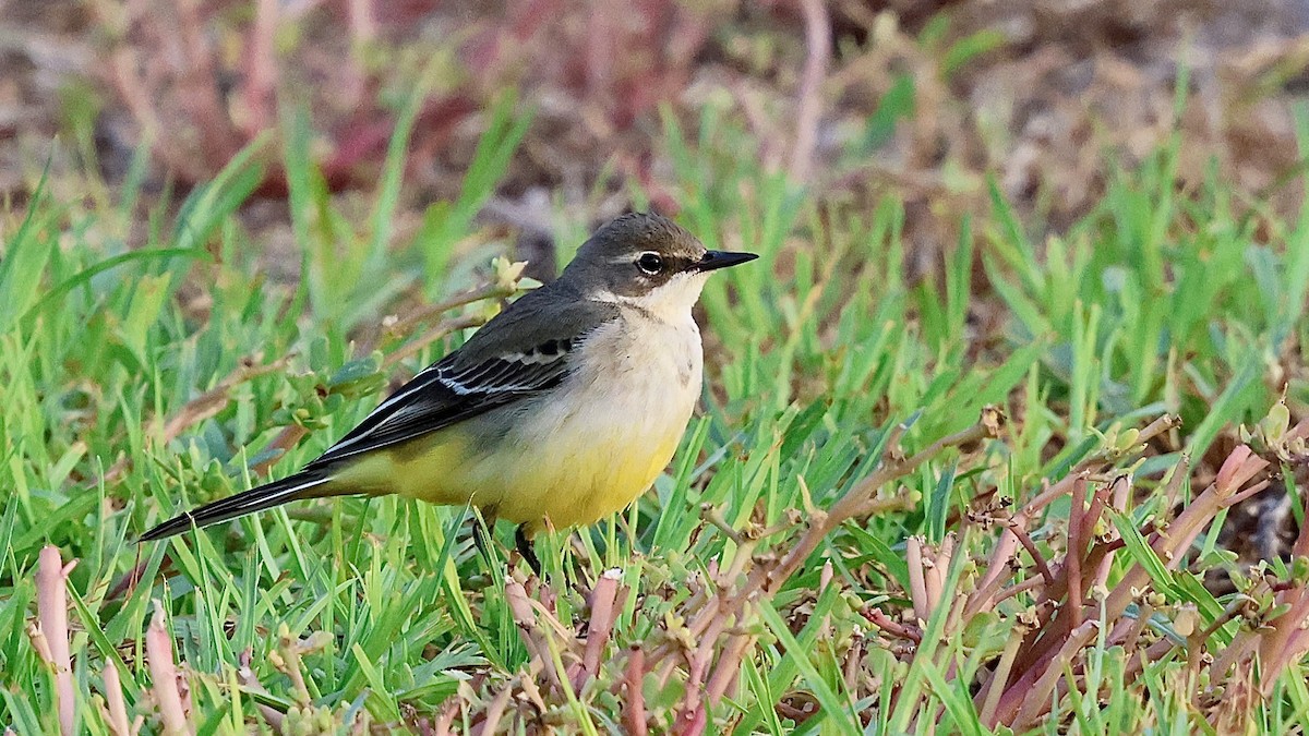 Western Yellow Wagtail - ML645205820