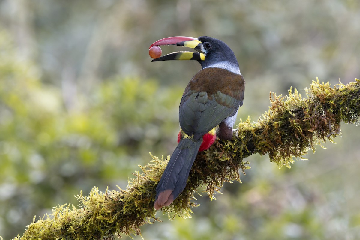 lavendeltukan - ML645205825