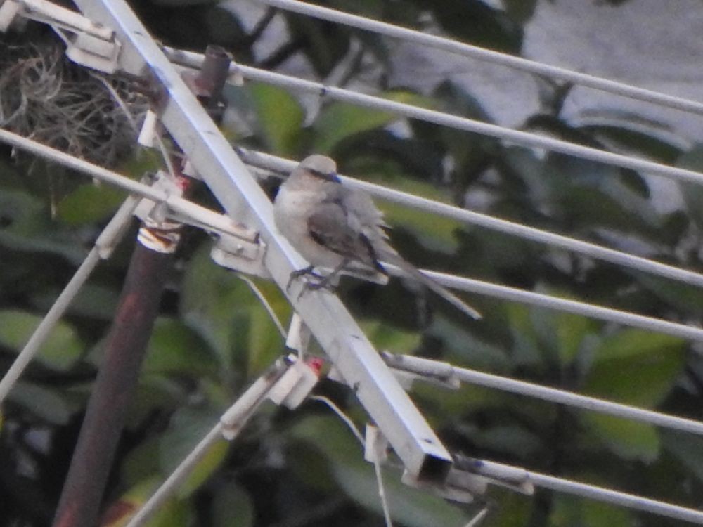 Tropikal Taklitçi - ML645205827