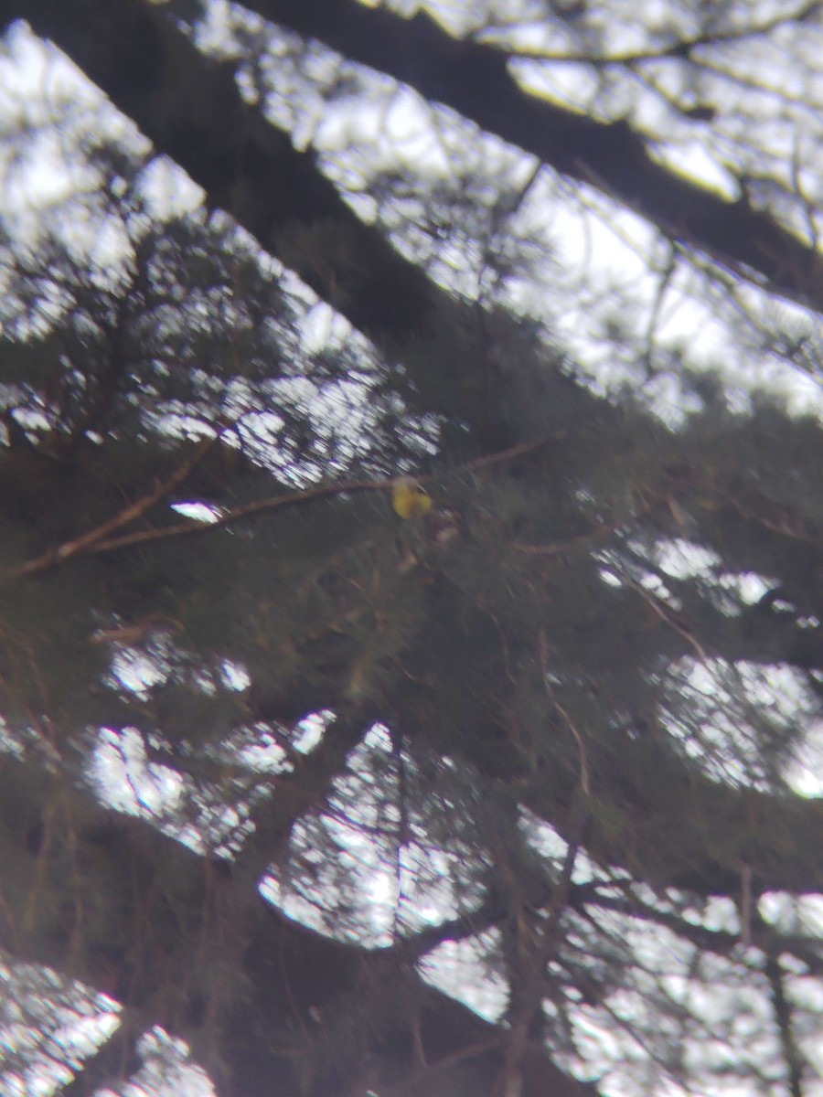 Gray-hooded Warbler - ML645205830