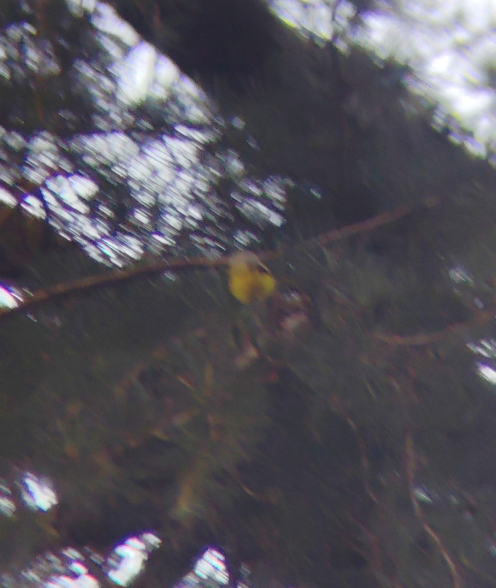 Gray-hooded Warbler - ML645205831