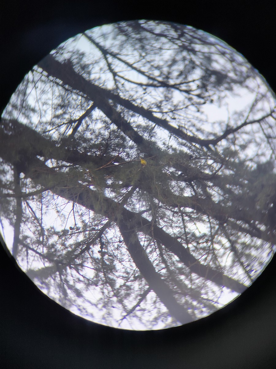 Gray-hooded Warbler - ML645205832