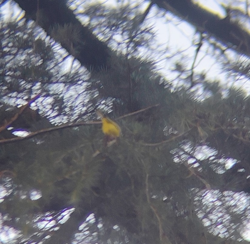Gray-hooded Warbler - ML645205833
