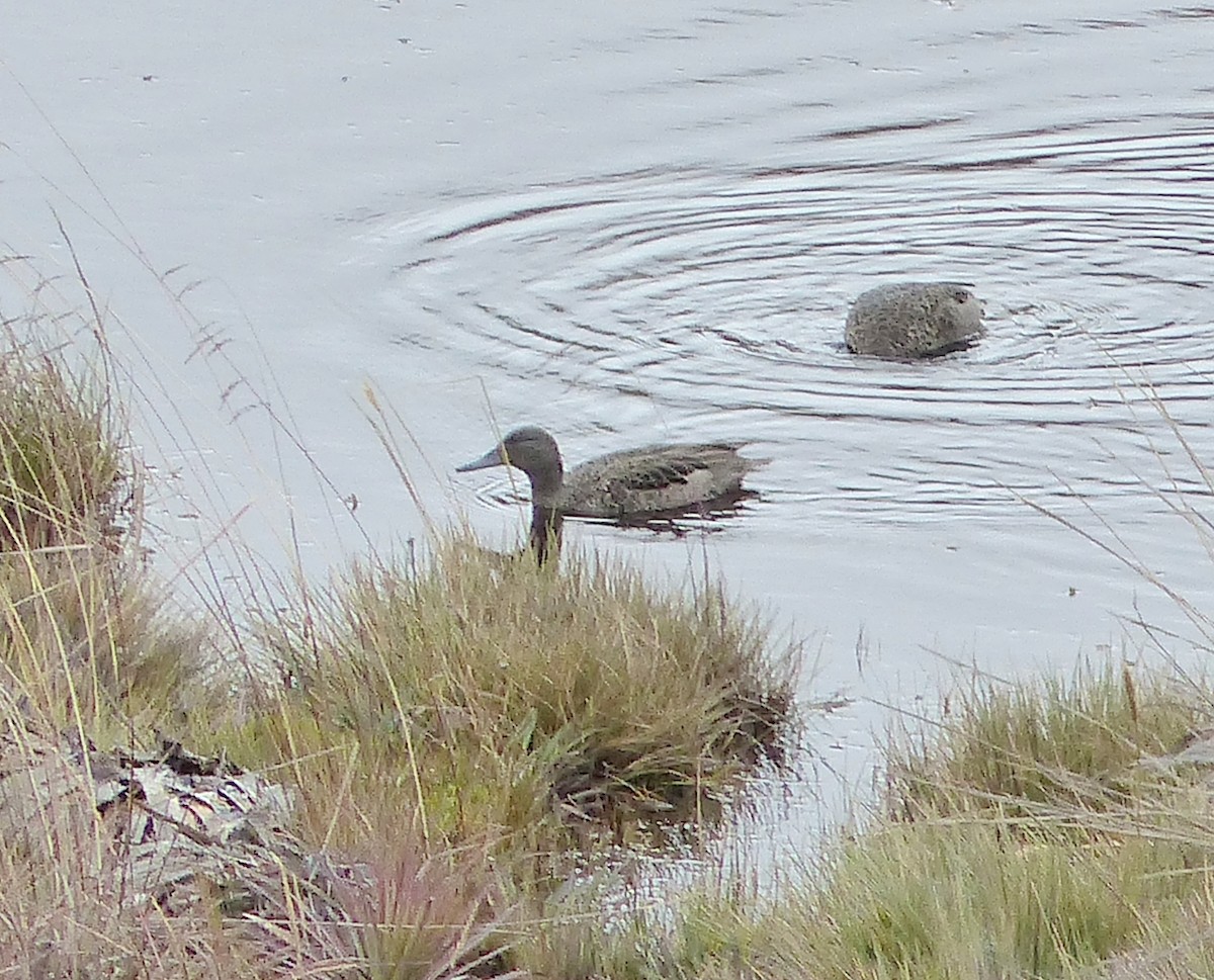 Sarcelle des Andes - ML645205834