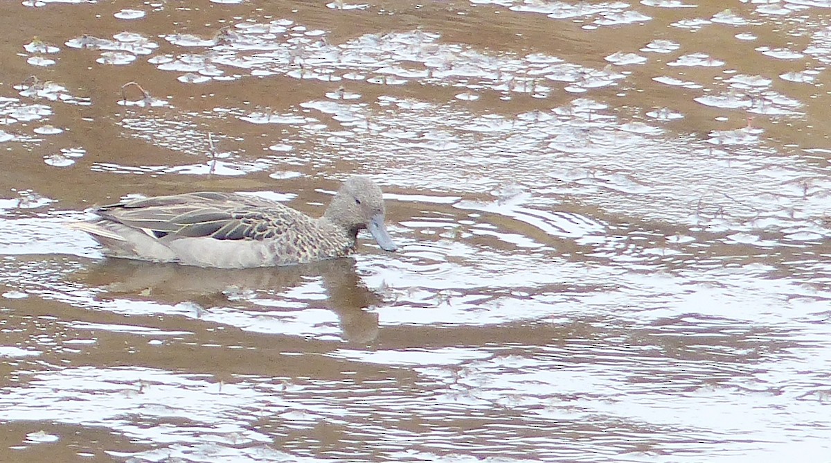 Sarcelle des Andes - ML645205835