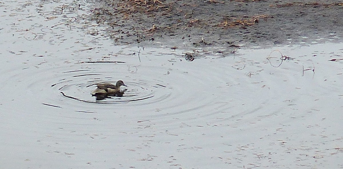 Sarcelle des Andes - ML645205840