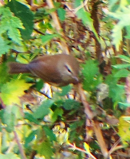 Brownish-flanked Bush Warbler - ML645205847