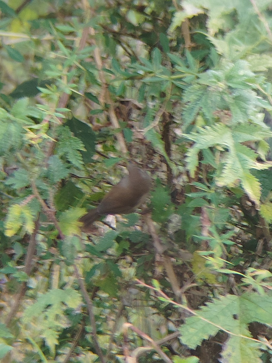 Brownish-flanked Bush Warbler - ML645205848