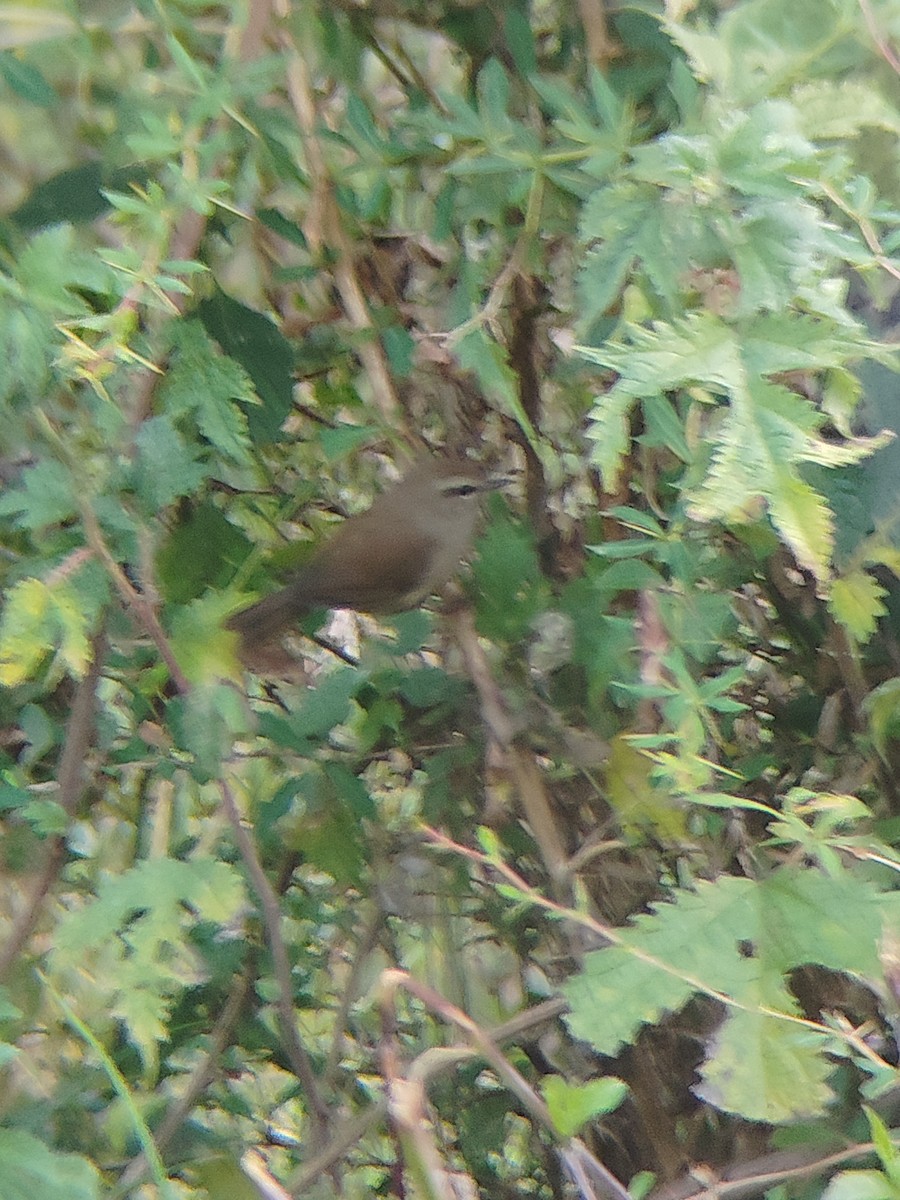 Brownish-flanked Bush Warbler - ML645205849