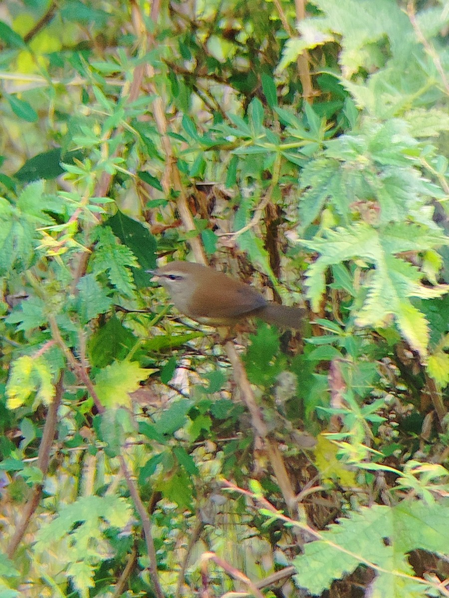 Brownish-flanked Bush Warbler - ML645205850