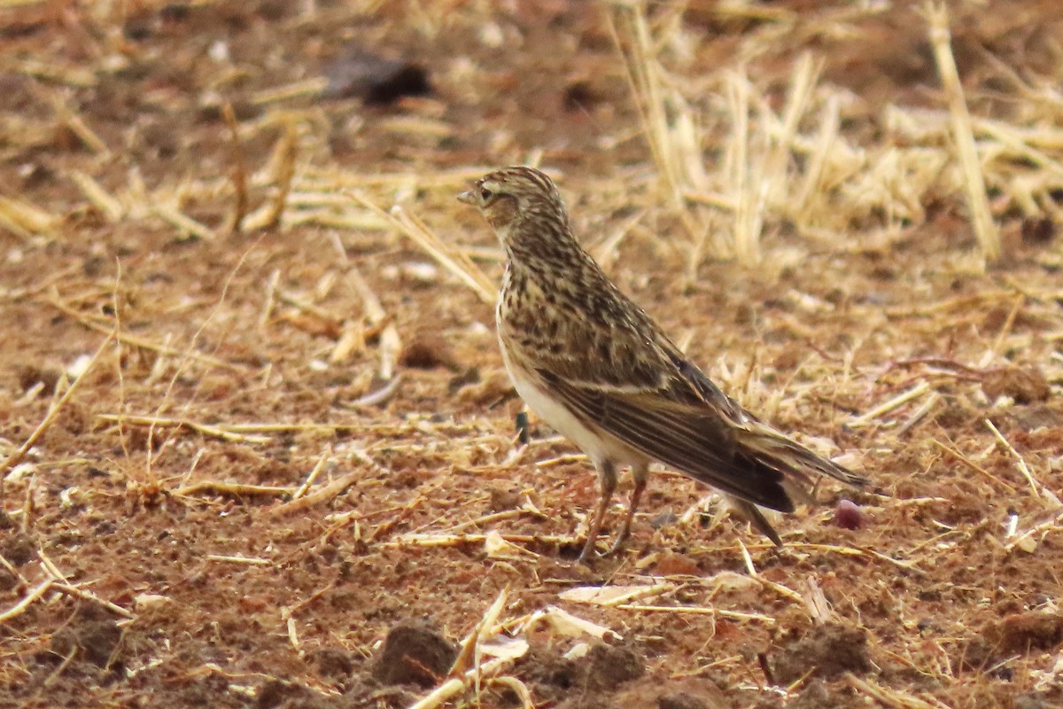 Eurasian Skylark - ML645205854
