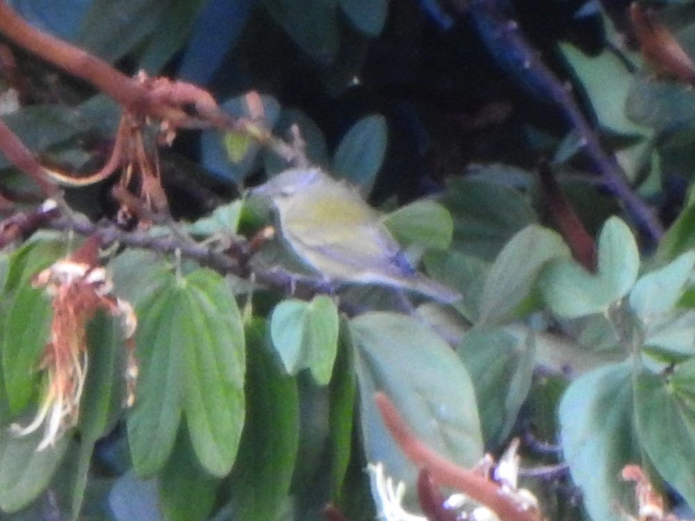 Червоїд світлобровий - ML645205856