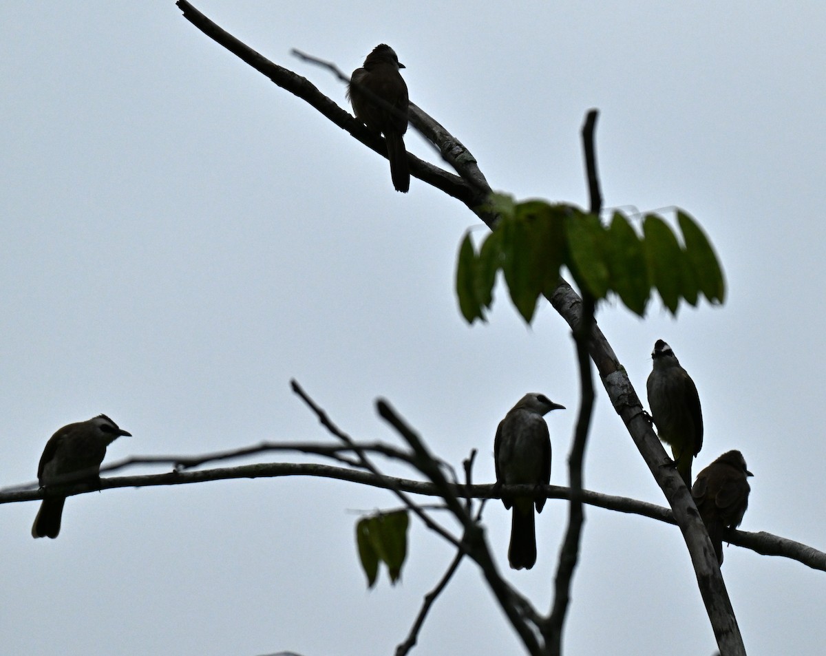 Yellow-vented Bulbul - ML645205857
