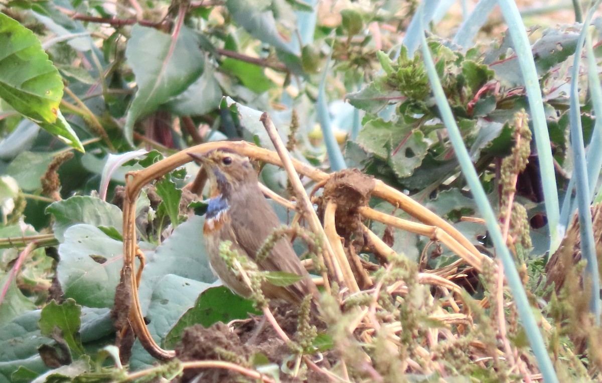 Bluethroat - ML645205860