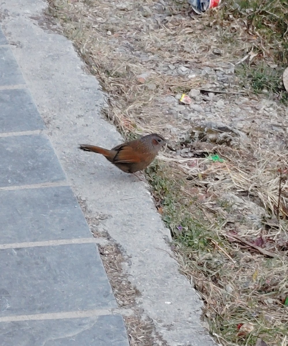 brunørelattertrost - ML645205861