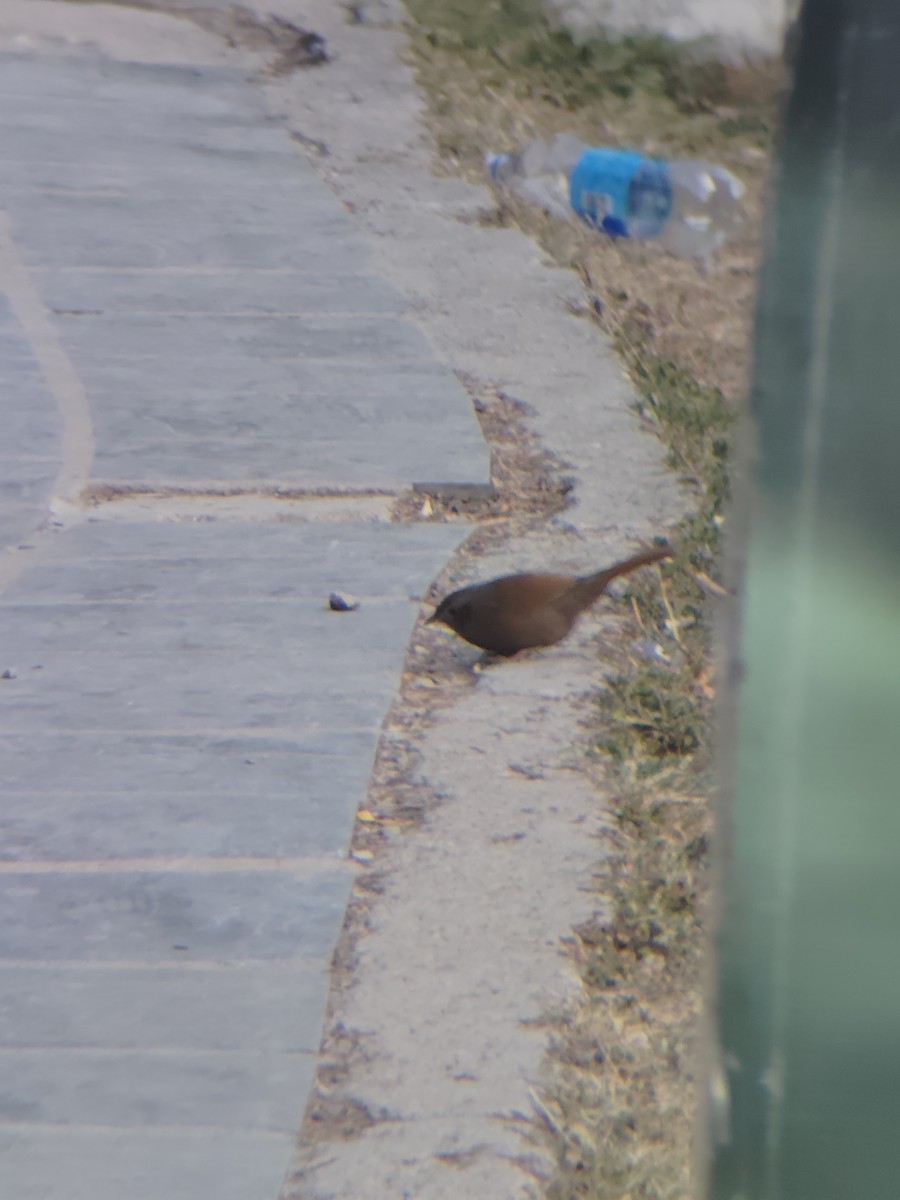 brunørelattertrost - ML645205862