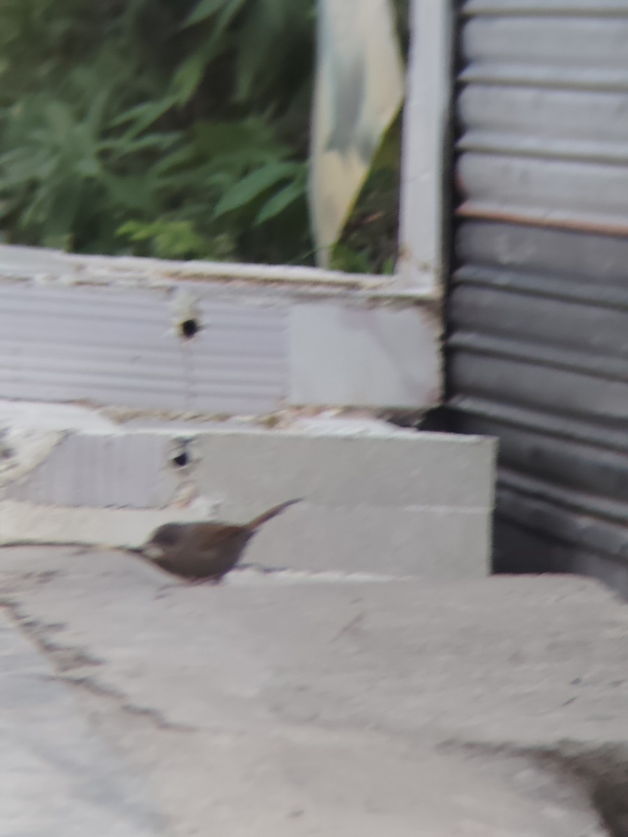 brunørelattertrost - ML645205863