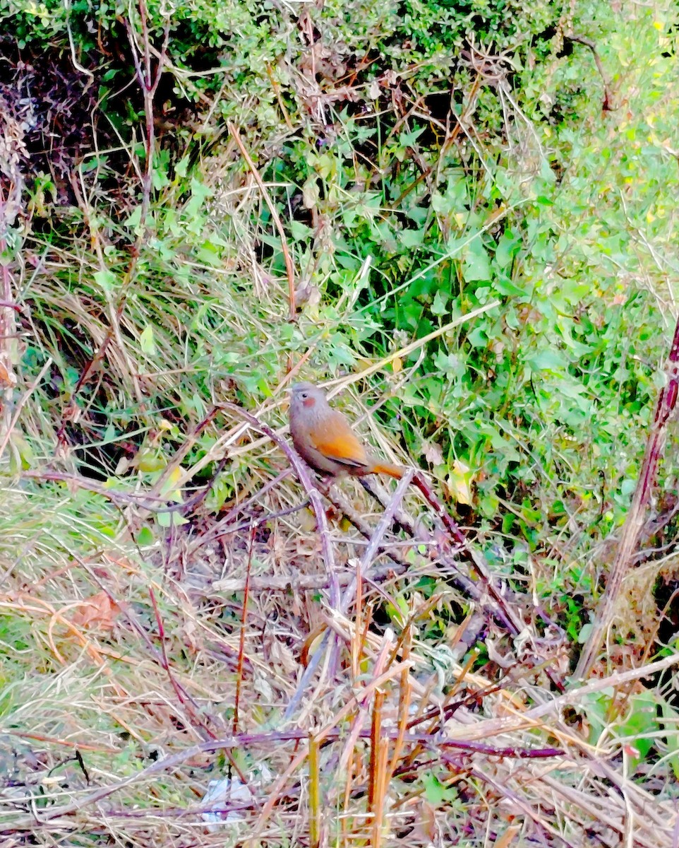 brunørelattertrost - ML645205864