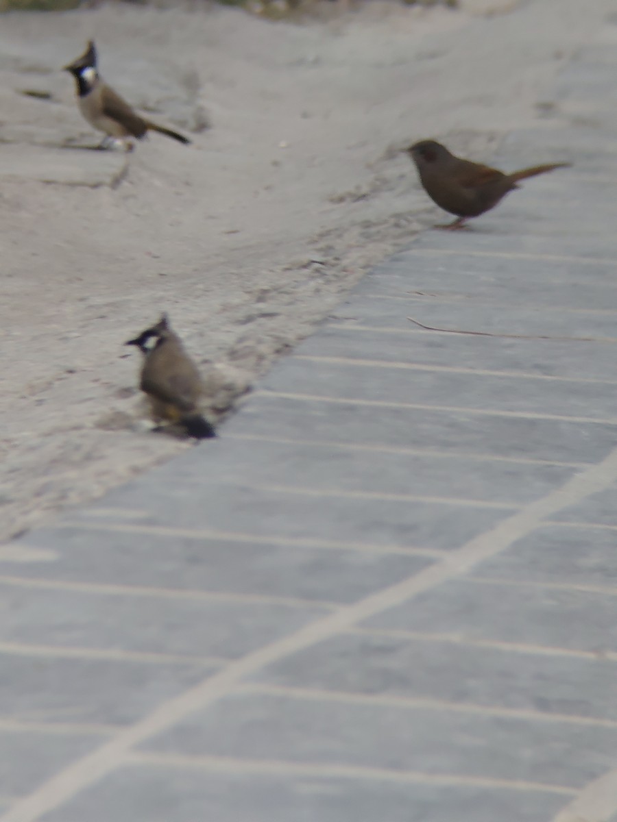 brunørelattertrost - ML645205865