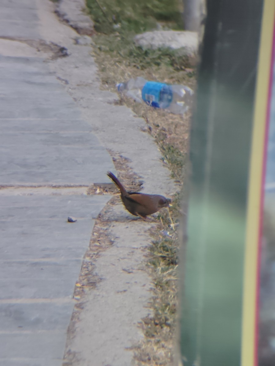 brunørelattertrost - ML645205866