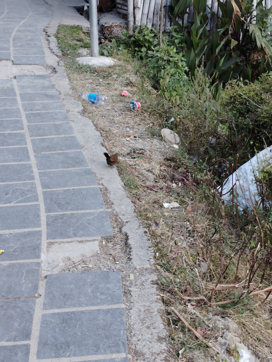 brunørelattertrost - ML645205867