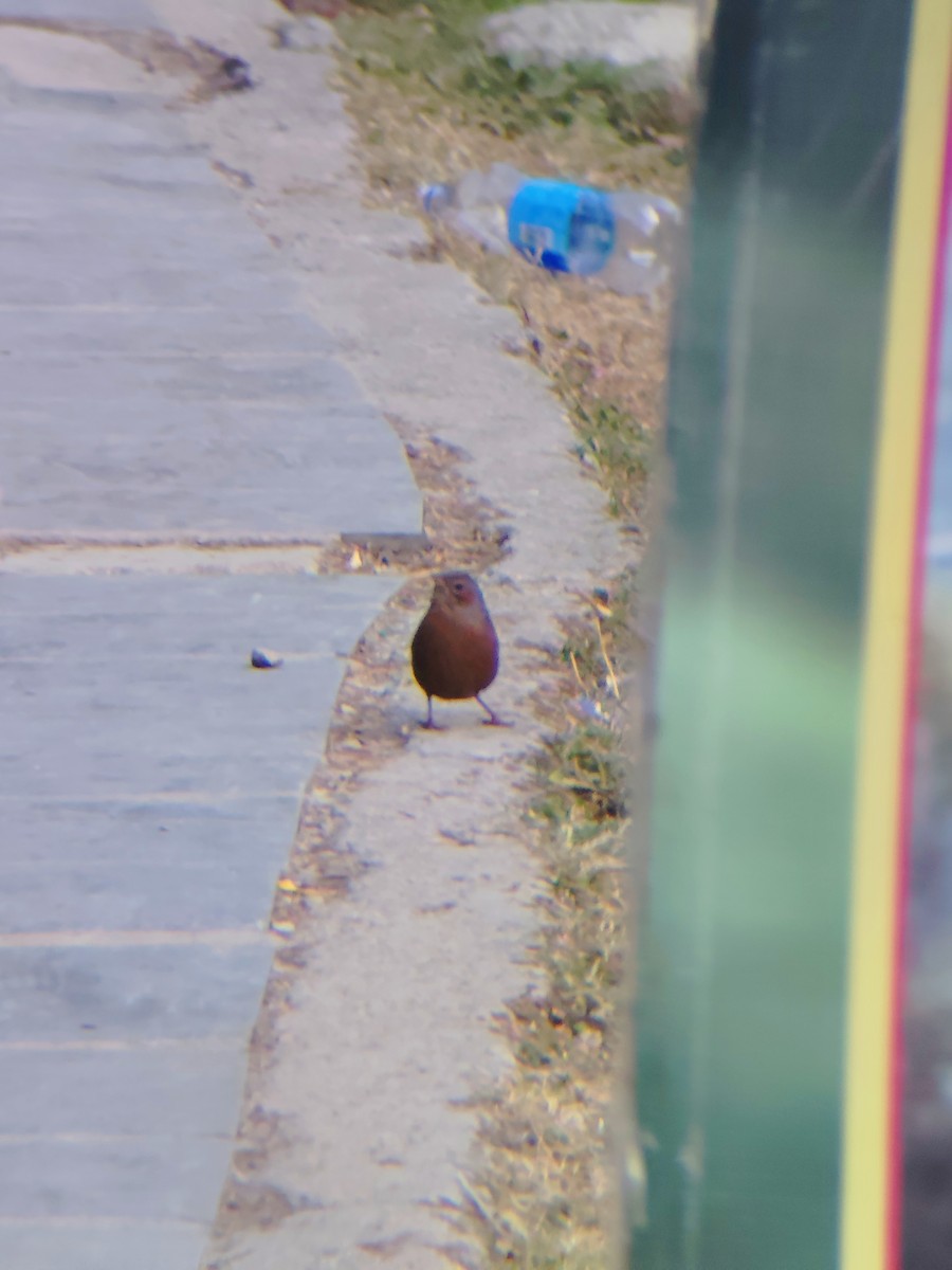 brunørelattertrost - ML645205868