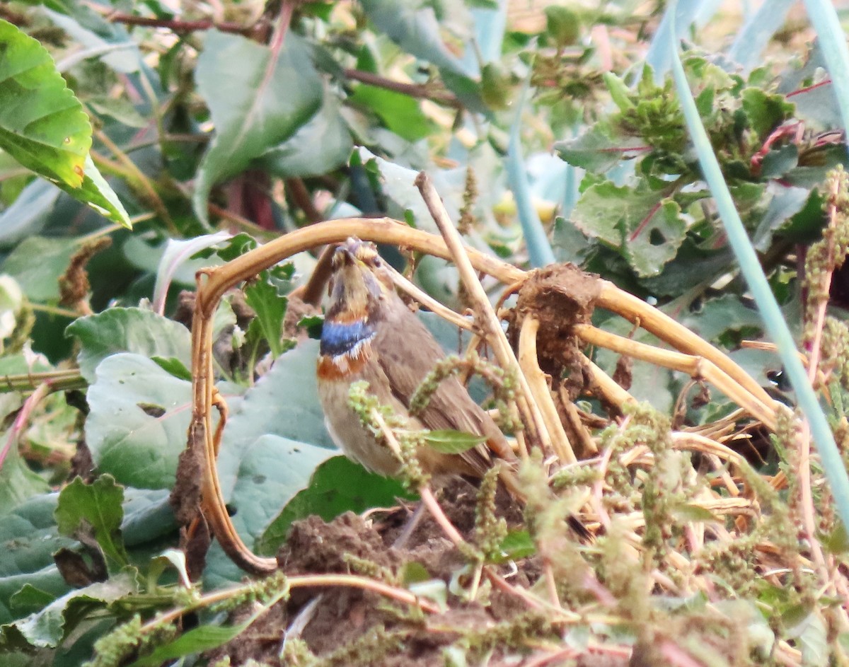 Bluethroat - ML645205869