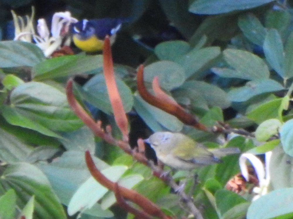 Червоїд світлобровий - ML645205870