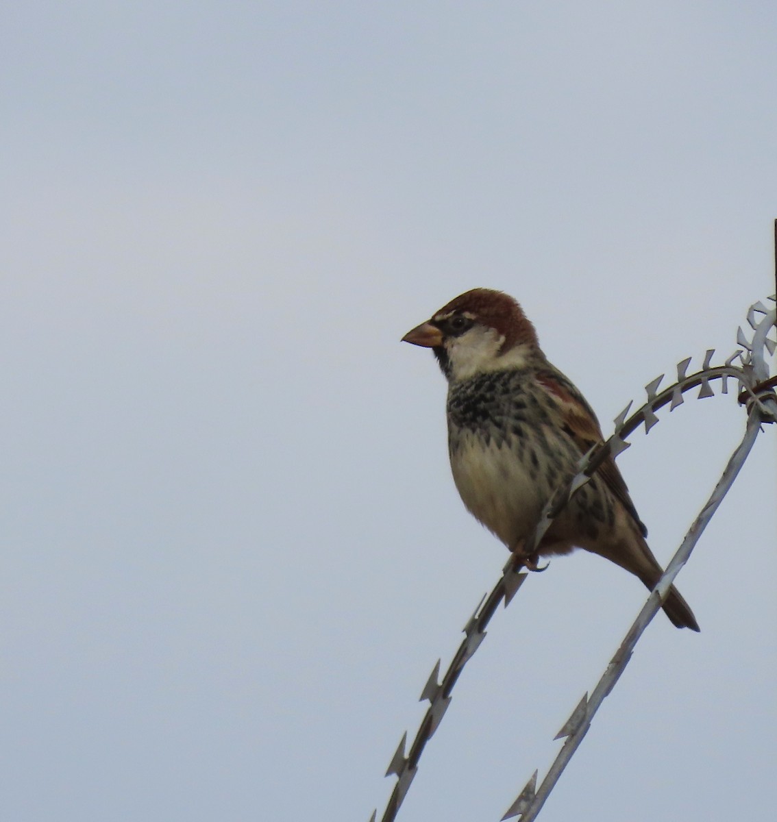 Spanish Sparrow - ML645205871