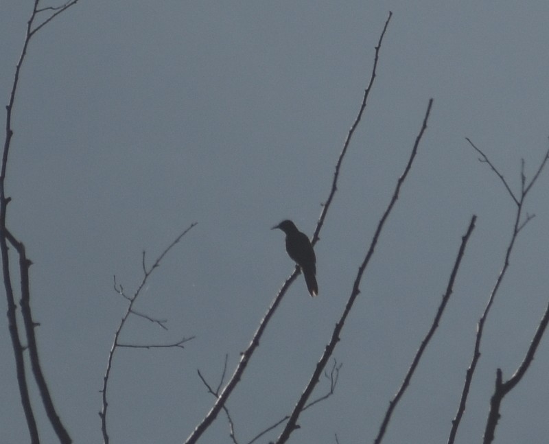 ヒゴロモ - ML645205872