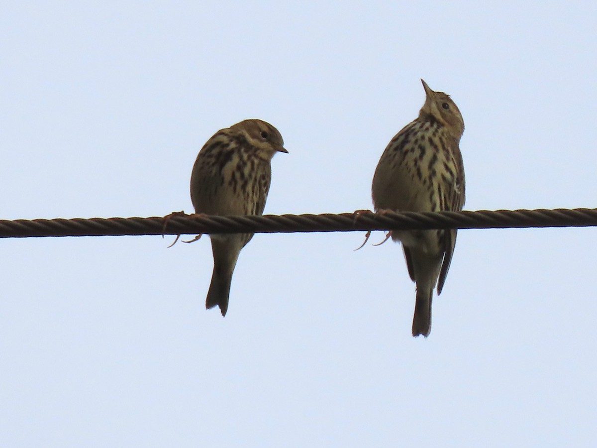 Meadow Pipit - ML645205879