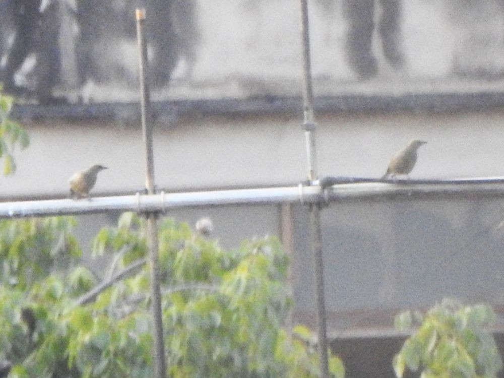 Tangara des palmiers - ML645205885