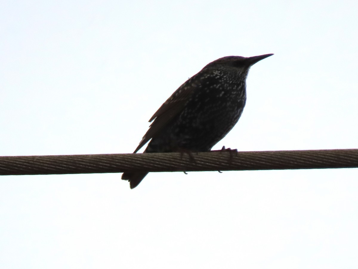 Storno - ML645205892