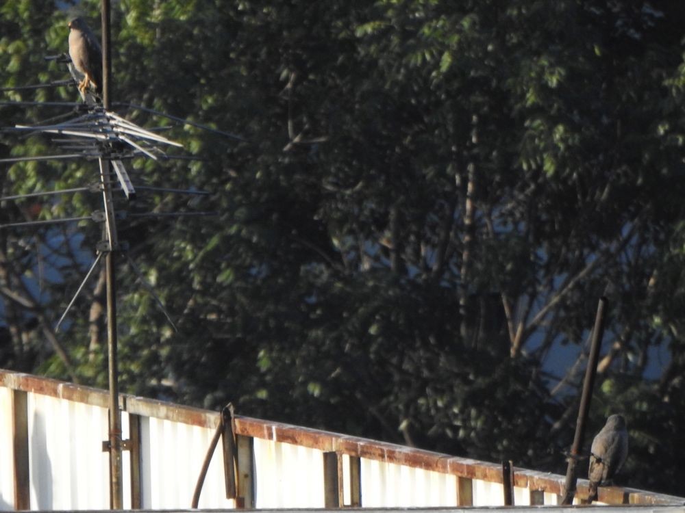 Yol Şahini - ML645205919