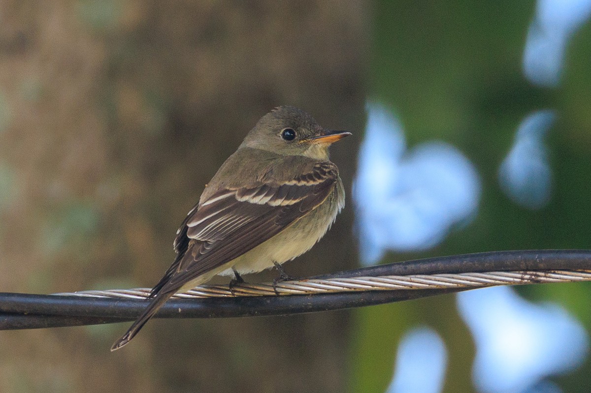 Eastern Wood-Pewee - ML645205927