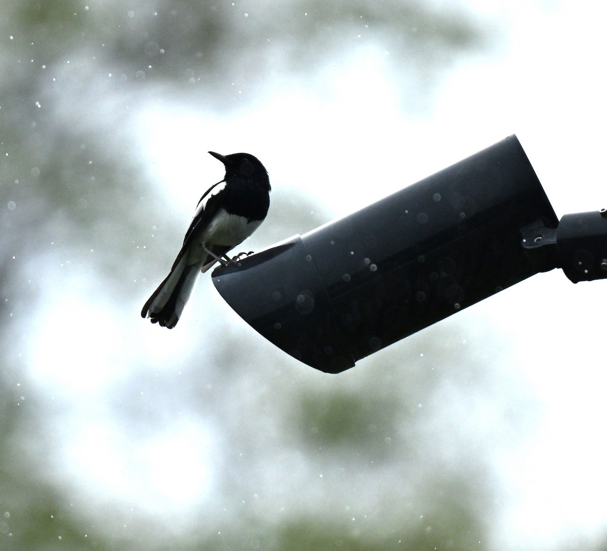 Oriental Magpie-Robin - ML645205943