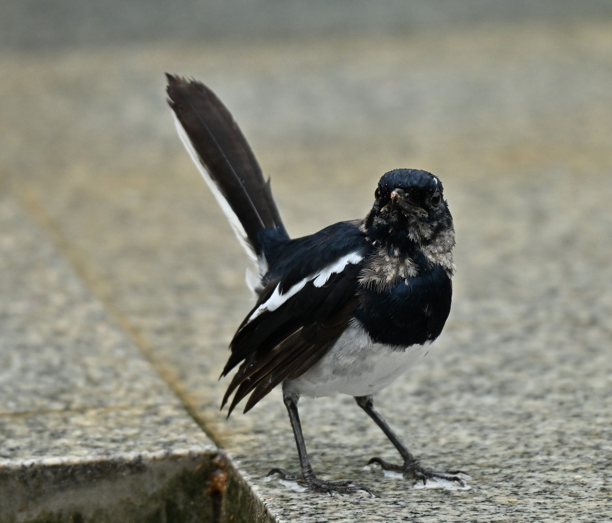 Oriental Magpie-Robin - ML645205944