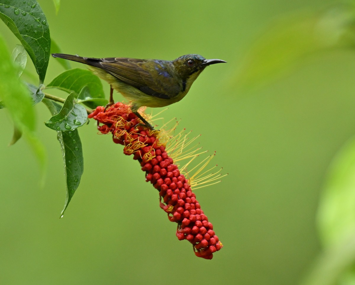Brown-throated Sunbird - ML645205954