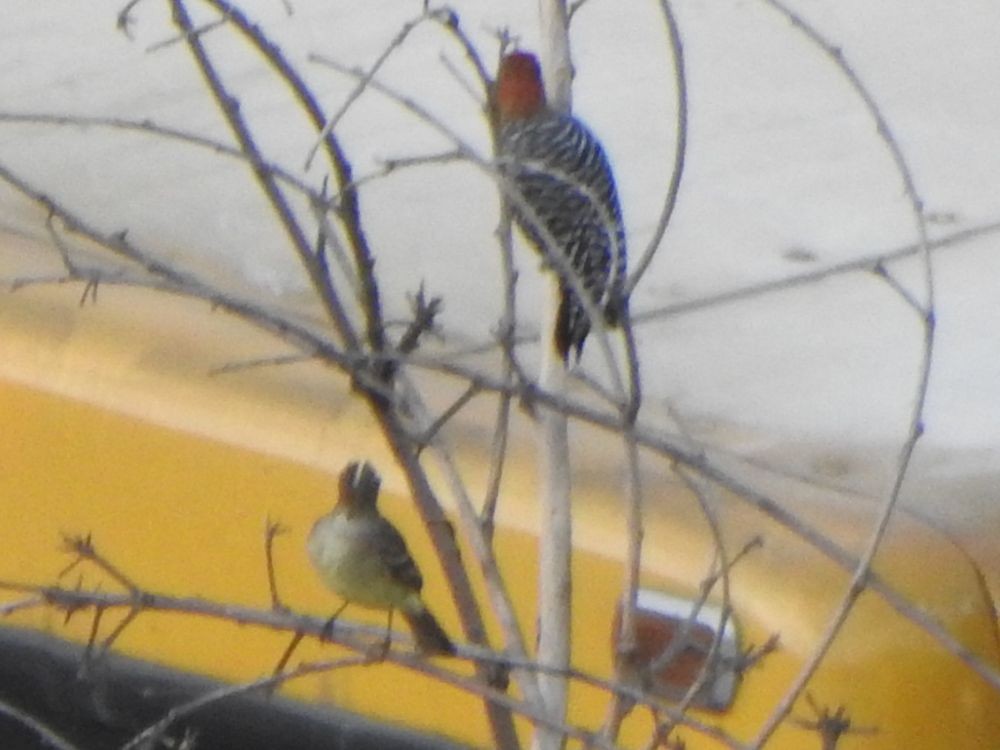 Желтобрюхая эления - ML645205957