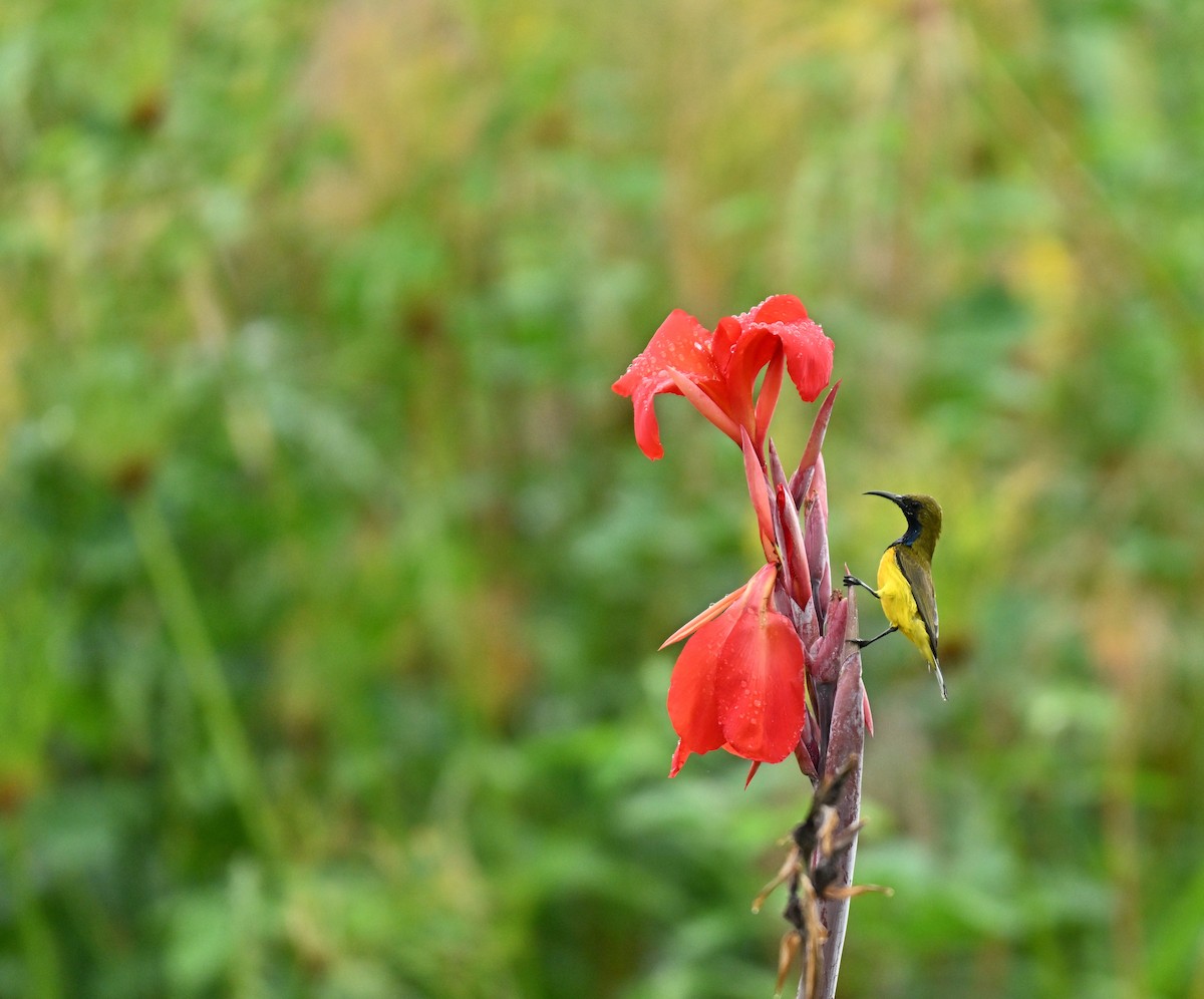 Ornate Sunbird - ML645205961